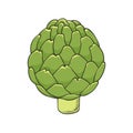 Hand drawn icon of green fresh artichoke - template for posters, brochures, banners, restaurant menu